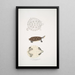 Turtle Baska Emys Baska - John Edward Gray — framed artwork on a wall