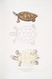 Tortue Batagur Emys Batagur - John Edward Gray — artwork view