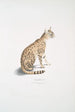 hermoso de gato Felis ornata - John Edward Gray — vista de la obra