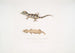 Beau Cyrtodactylus Cyrtodactylus pulchellus - John Edward Gray — vista de la obra