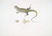 Uromastix de Bell (Uromastix Bellii) de Penang - John Edward Gray — vista de la obra