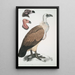 Vautour du Bengale Vultur Bengalensis 1 Tête de Vultur Pondicherianus 2 Tête de Vultur monarchus monachus - John Edward Gray — cuadro enmarcado en la pared