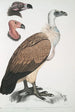 Vautour du Bengale Vultur Bengalensis 1 Tête de Vultur Pondicherianus 2 Tête de Vultur monarchus monachus - John Edward Gray — vista de la obra