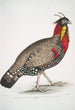 Male adult horned pheasant with black head Satyra melanocephala - John Edward Gray — artwork view
