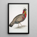Male adult horned pheasant with black head Satyra melanocephala - John Edward Gray — framed artwork on a wall