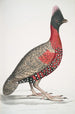 Black-headed Pheasant Phasianus melanocephalus Young male from the previous - John Edward Gray — artwork view