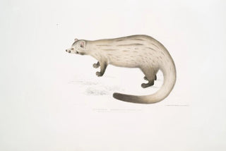 John Edward Gray - Bondar Paradoxurus Paradoxurus Bondar.webp