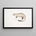 Paradoxure Bondar - John Edward Gray — framed artwork on a wall