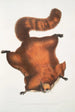 Squirrel volant brillant Pteromys nitidus - John Edward Gray — artwork view