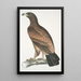 Aigle brun Aquilla fusca - John Edward Gray — framed artwork on a wall
