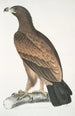 Aigle brun Aquilla fusca - John Edward Gray — artwork view