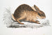 Chinese Hare Painting Lepus Sinensis - John Edward Gray — artwork view