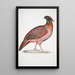 Chinese Horned Pheasant Satyra Temminckii - John Edward Gray — framed artwork on a wall