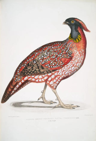 John Edward Gray - Chinese Horned Pheasant Satyra Temminckii.webp