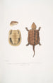 Turtle with a Large Chinese Head Platisternon megacephalus China - John Edward Gray — artwork view
