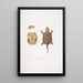 Turtle with a Large Chinese Head Platisternon megacephalus China - John Edward Gray — framed artwork on a wall