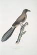 Pie china Pica Sinensis - John Edward Gray — vista de la obra