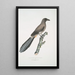 Pie china Pica Sinensis - John Edward Gray — cuadro enmarcado en la pared