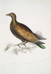 Pigeon tippeté chinois Columba Gouldioe - John Edward Gray — artwork view