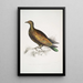 Pigeon tippeté chinois Columba Gouldioe - John Edward Gray — framed artwork on a wall