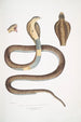Cobra Capella var Naia tripudians var - John Edward Gray — artwork view