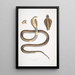 Cobra Capella var Naia tripudians var - John Edward Gray — framed artwork on a wall