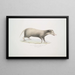 Civette à collier Mydaus collaris - John Edward Gray — cuadro enmarcado en la pared