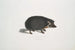 Hedgehog with collar Erinaceus collaris - John Edward Gray — artwork view