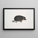 Hedgehog with collar Erinaceus collaris - John Edward Gray — framed artwork on a wall
