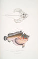 Poisson-cochon déformé Synanaceia grossa Singapour - John Edward Gray — artwork view