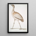 Outarde délicieuse Otis deliciosa femelle - John Edward Gray — framed artwork on a wall