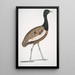 Outarde délicieuse Otis deliciosa mâle - John Edward Gray — framed artwork on a wall