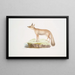 Zorro del Doab Canis Vulpes rufescens hembra - John Edward Gray — cuadro enmarcado en la pared