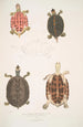Tortuga con techo Emys tectum - John Edward Gray — vista de la obra