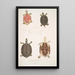 Tortuga con techo Emys tectum - John Edward Gray — cuadro enmarcado en la pared
