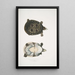 Trionyx ocellé Tryonix ocellatus - John Edward Gray — framed artwork on a wall