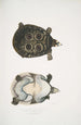 Trionyx ocellé Tryonix ocellatus - John Edward Gray — artwork view