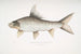 Carpe roca en forma de hoz Cyprinus Bangana falcata - John Edward Gray — vista de la obra