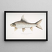 Carpe roca en forma de hoz Cyprinus Bangana falcata - John Edward Gray — cuadro enmarcado en la pared