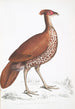 Faisán huppé a dos de fuego gallina Euplocomus ignitus - John Edward Gray — vista de la obra