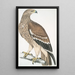 Golden eagle Aquilla imperialis female - John Edward Gray — framed artwork on a wall