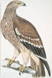 Golden eagle Aquilla imperialis female - John Edward Gray — artwork view