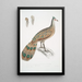 Hardwicke's Polyplectron Polyplectron Hardwickii - John Edward Gray — framed artwork on a wall