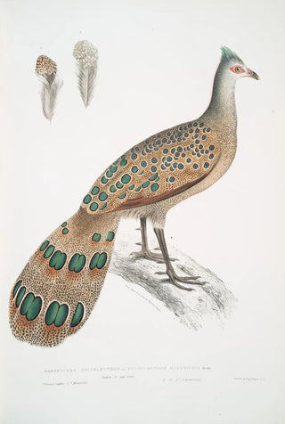 John Edward Gray - Hardwickes Polyplectron Polyplectron Hardwickii.webp