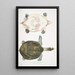 Trionyx Hurum Trionyx Hurum - John Edward Gray — cuadro enmarcado en la pared