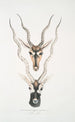 Indian antelope Antilopa cervicapra head and horns 1 young 2 adults - John Edward Gray — artwork view