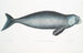 Dugong indio Halicora Dugung - John Edward Gray — vista de la obra