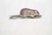 Mouse of the Indian fields Arvicola Indica - John Edward Gray — artwork view