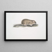 Mouse of the Indian fields Arvicola Indica - John Edward Gray — framed artwork on a wall