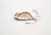 Rat Gerboise Indien Gerbillus Indicus - John Edward Gray — artwork view